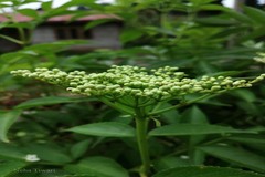 Sambucus canadensis